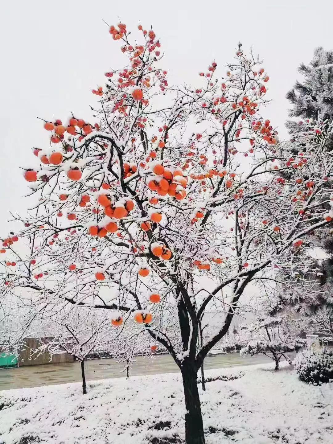 有一種堅(jiān)守，叫風(fēng)雪無阻