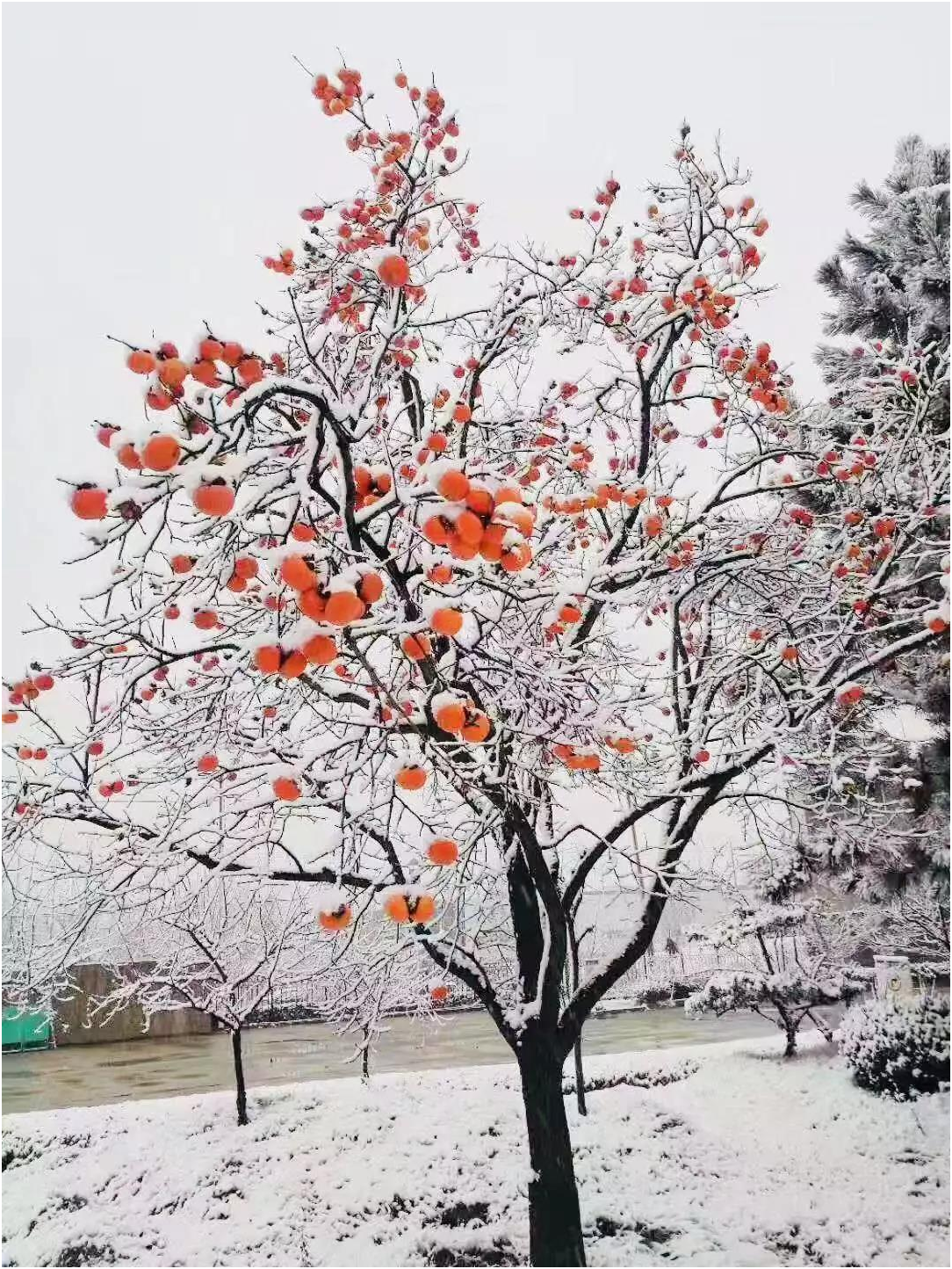 1547449972122210.png 圖1.png