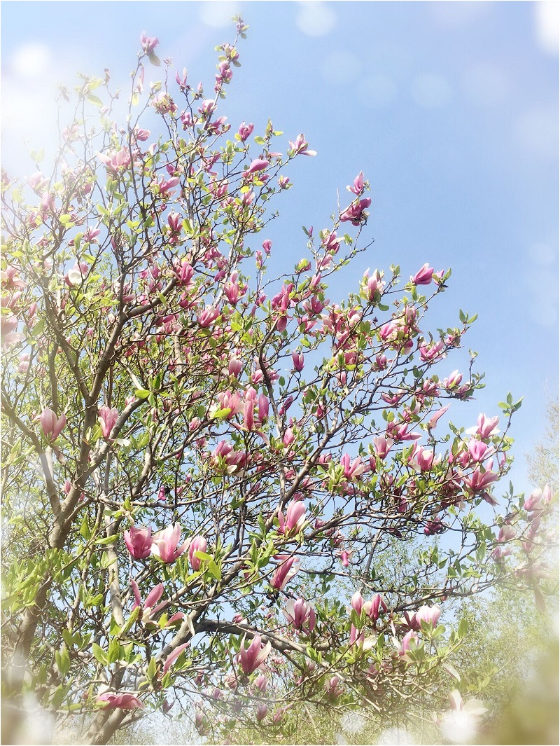 1547452739331818.jpg 2.jpg